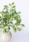 21.5" Faux Real Touch Variegated Green Pittosporum Spray Stem